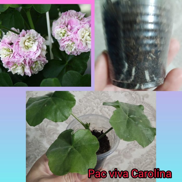 Плющелистная герань