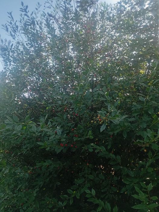 Продам дачу в пос.Мирный 2 млн торг