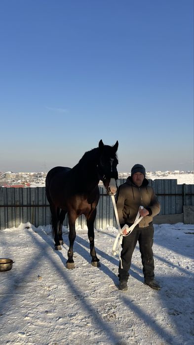 Айғыр 5 жасар Ағылшын-Дончак