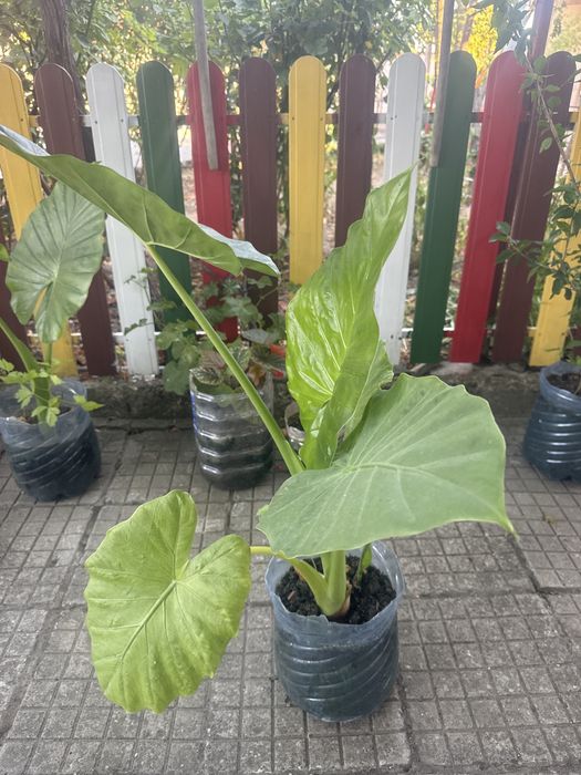 Продавам трилистници