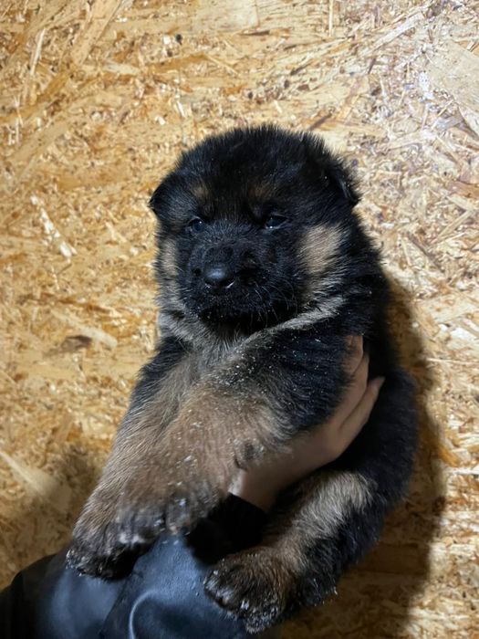 Щенки немецкой овчарки