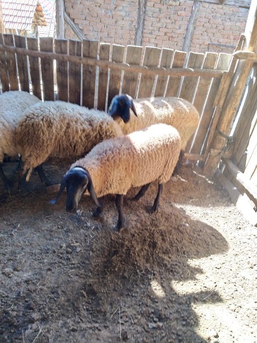 Vind berbec carabasi și sulfoc