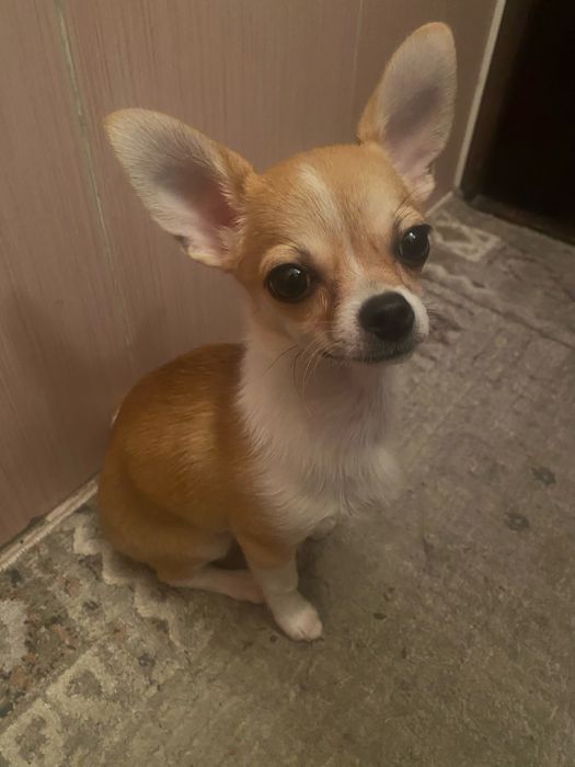 Чихуахуа мальчик