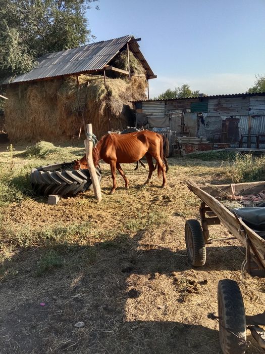 Жылкы сатлады бие