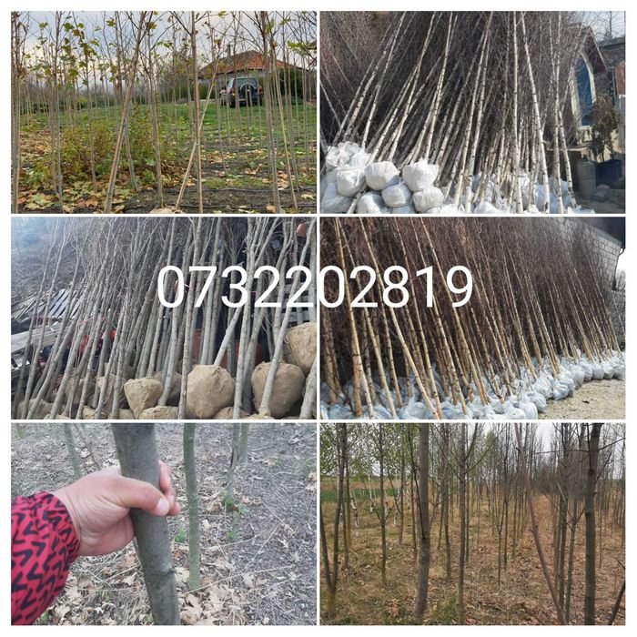 Vând conifere, foioase, mesteacăn, tei, fag, stejar, brazii