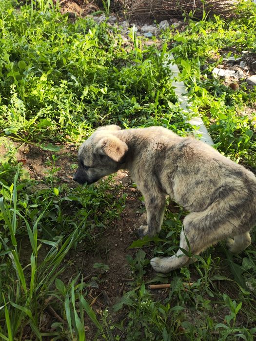 Щенок очень умный