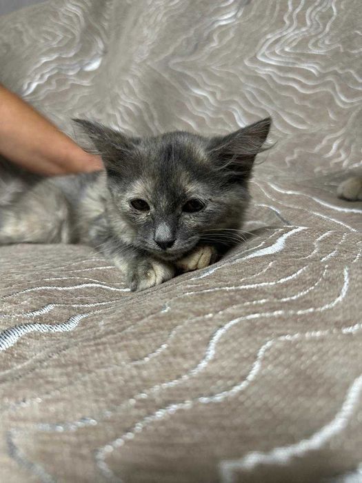 Отдам котят в хорошие руки