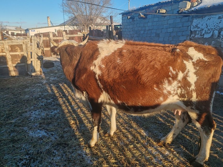 Сауынды сиыр сатам немесе обмен