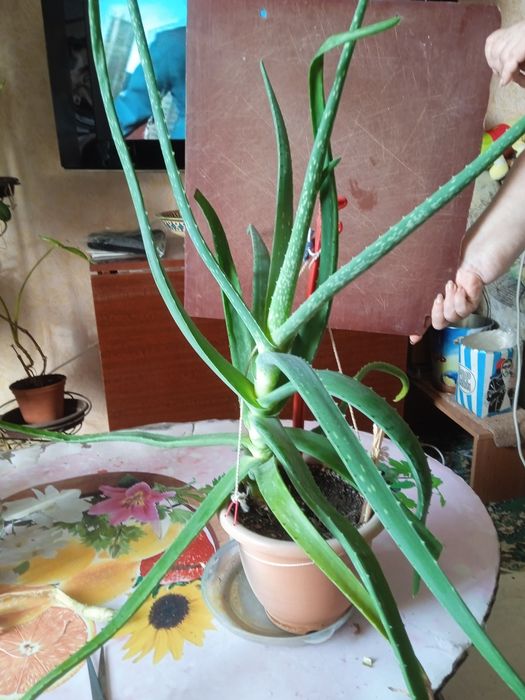 Продам алоэ Вера на лекарство