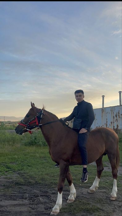 Айгыр сатылады, 5 каска