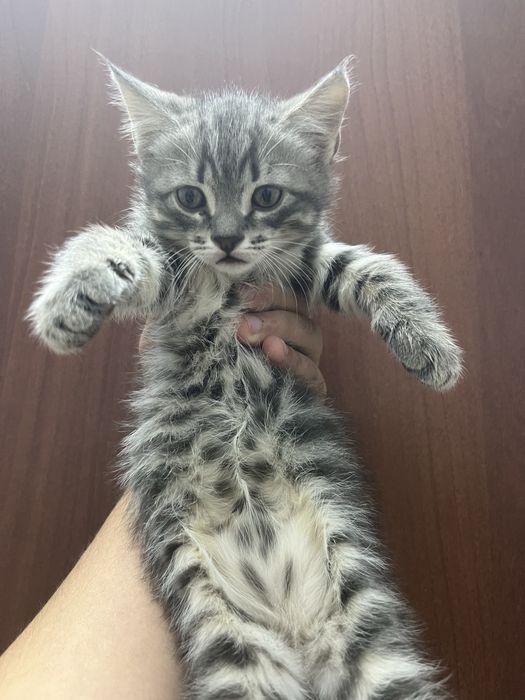 Кошечка Породистая