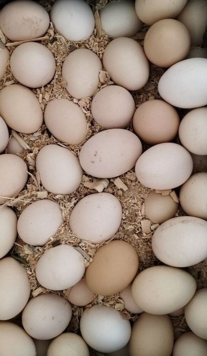 Brama tozasi paypoli tovuq tuxumi