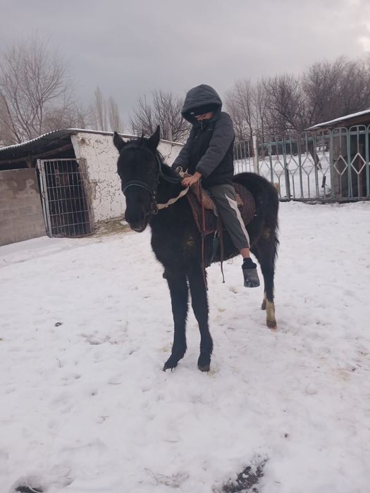 Тай сатылады жуас