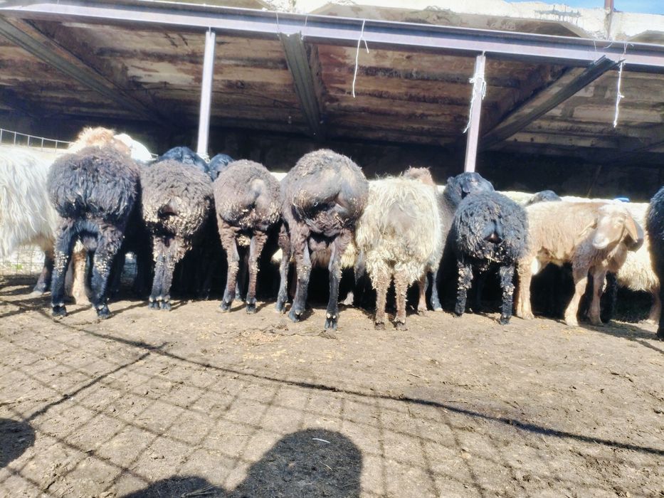 Кой сатылады. Бараны.