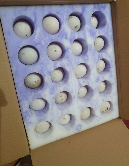 Ouă de rață moțată pentru incubat