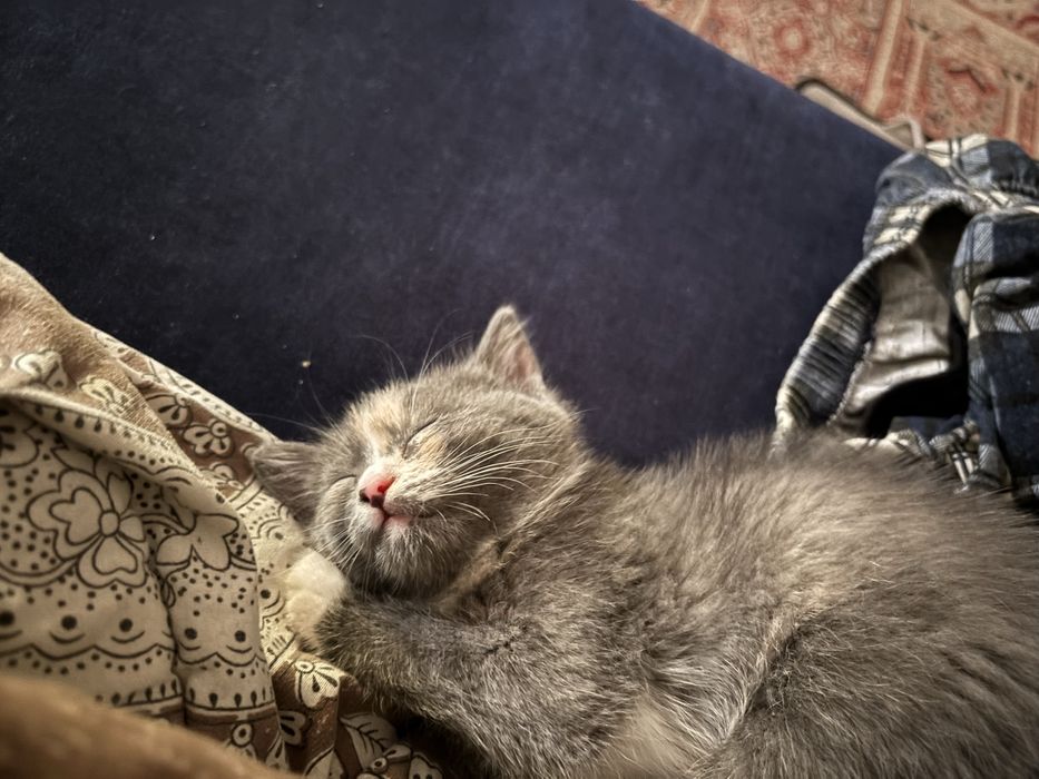 Отдам кошек в хорошие руки