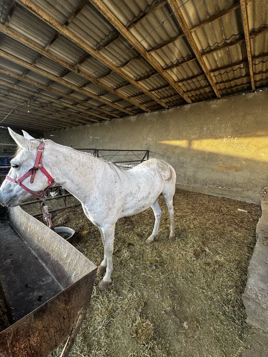 Ot axaltakeniskiy ot baytal