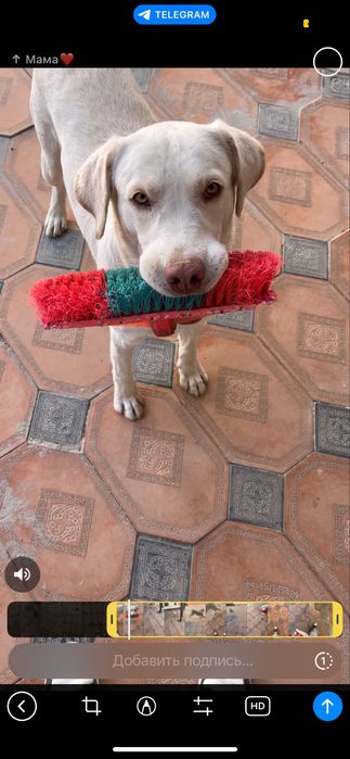 Лабрадор Самарканд кучук собака