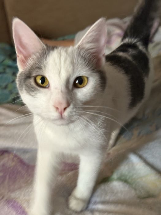 котенок в хорошие руки