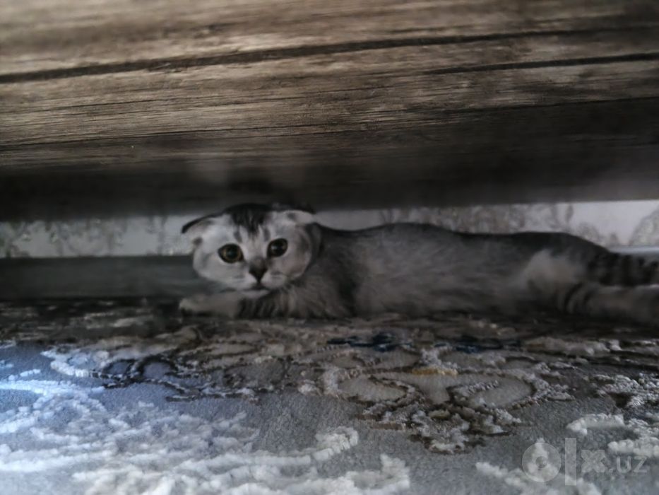 Кошка породы Scottish Fold в окраске серебристый табби.