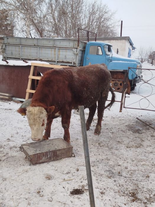 Продам бычка 7 голов