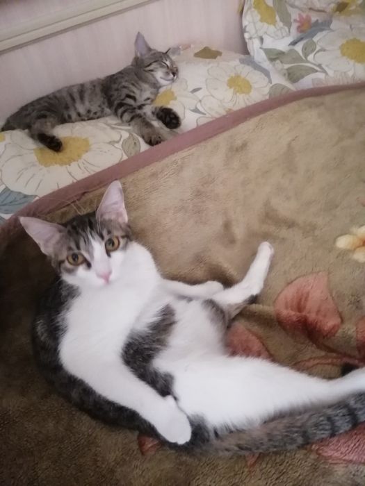 Котята, породистые и простые в добрые руки!