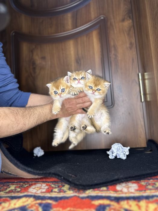 Золотая шиншилла