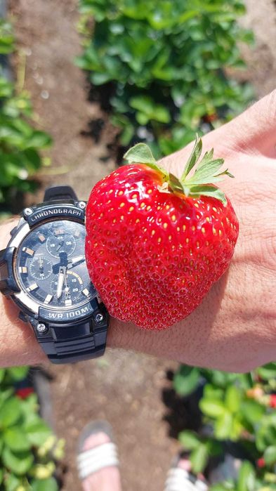 Producator Butasi MUR Stoloni capsuni remontant, Smochin agris alb