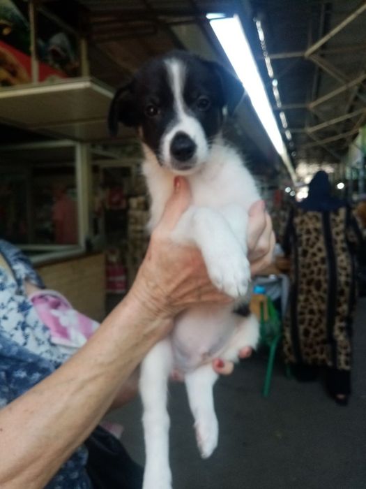 Ищу своих добрых хозяев