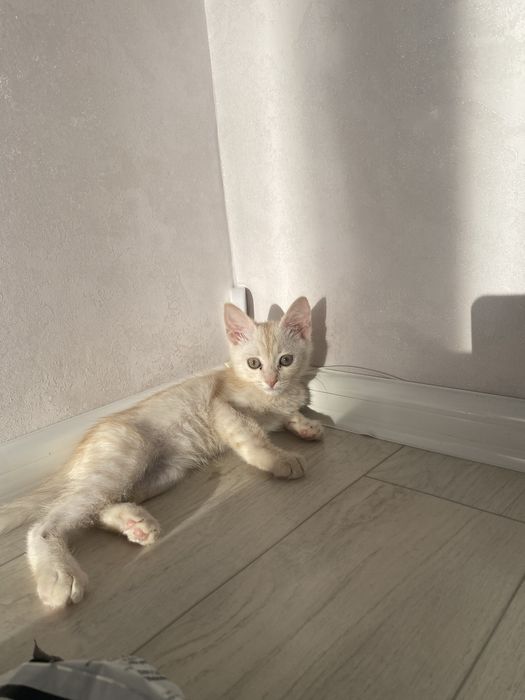 Отдам котенка бесплатно