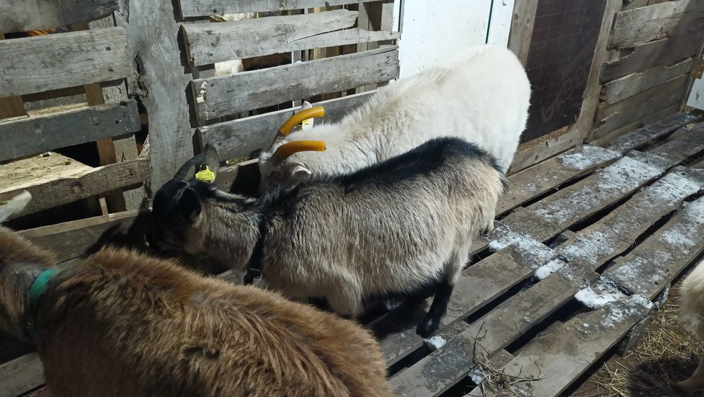 СРОЧНО молочные козы 200 тыс.