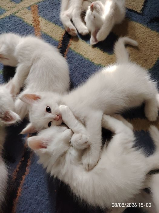 Отдам Котят даром!!!