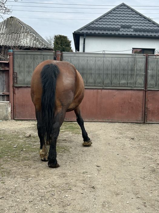 Vand sau schimb iapa