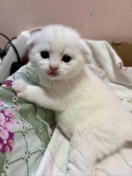 Котёнок Scottish Fold. Скотиш фолд котята. Веслоухий