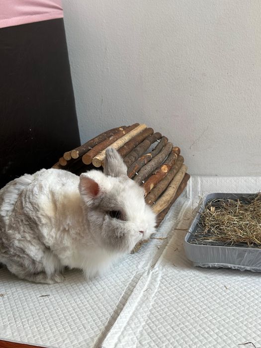 iepure de casă pentru adopție