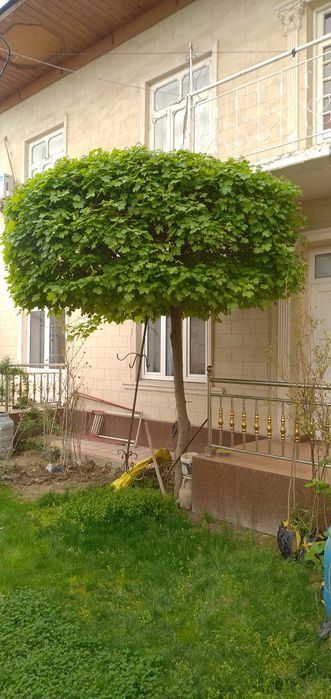 Сирень Индийкий. .   Гибискус красное белое   . Штамп  роза