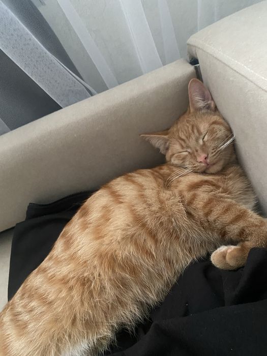 Рыжий котенок.