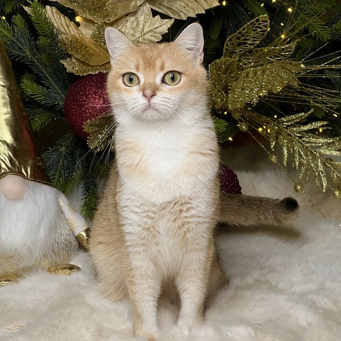 Продается девочка NY12