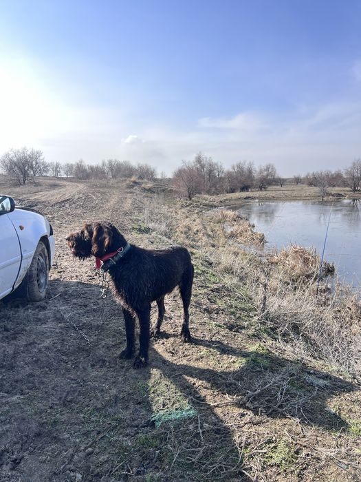 Прдаеться Дратхаар