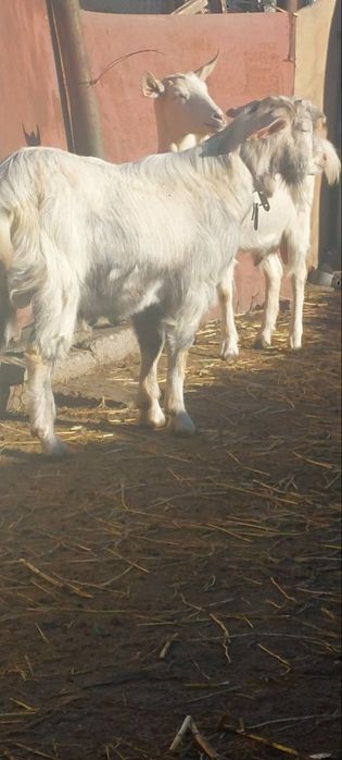 Продавам пръч на 10 месеца