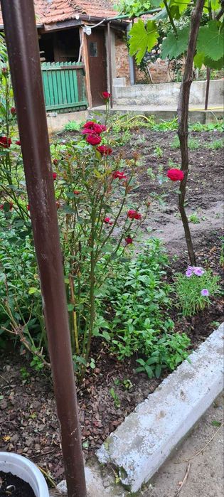 Продава се Къща в Силистра, Юг - 100 кв.м за 255 €/кв.м - Снимка #7