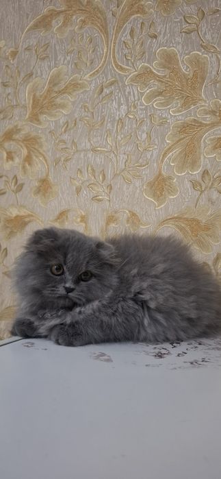 Мушугимиз сотилади