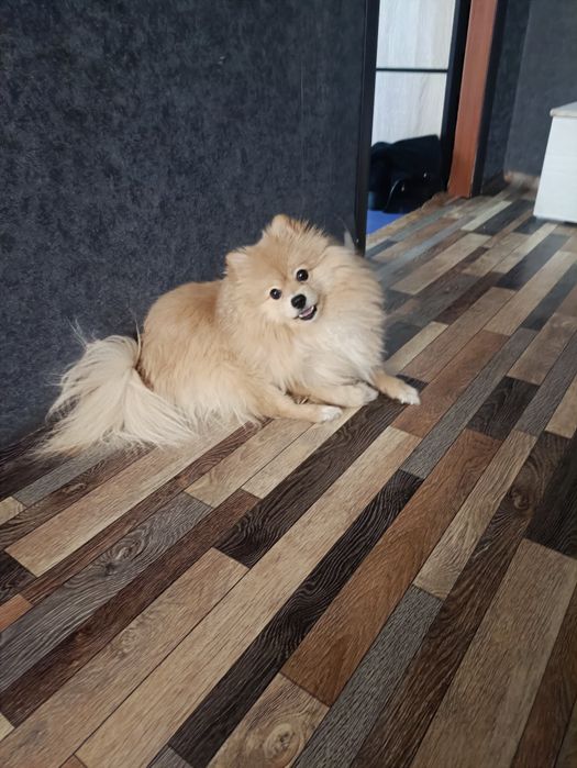 Вязка немецкий шпиц