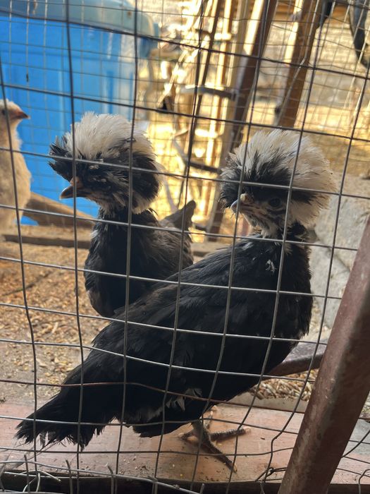 1 yarim oylik jòjalar oq qora tojli toza nasl