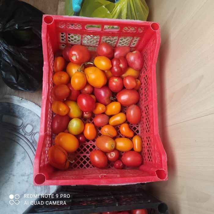 Томаты засолочные