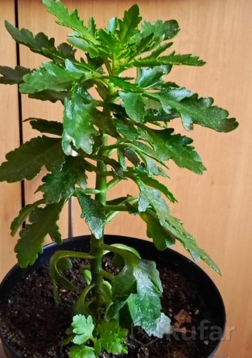 Комнатные цветы. Каланхое