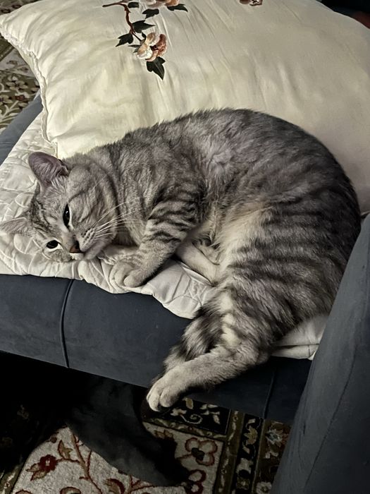 Отдам кота в добрые руки