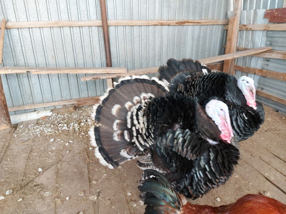 Индуктар сатылады