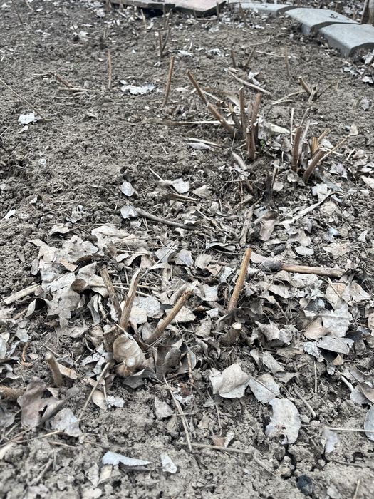 клубника саженцы