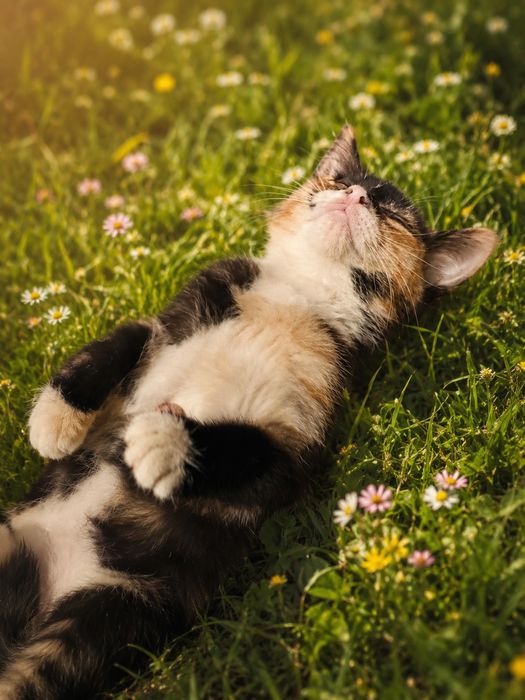 Котенок девочка ищет себе семью